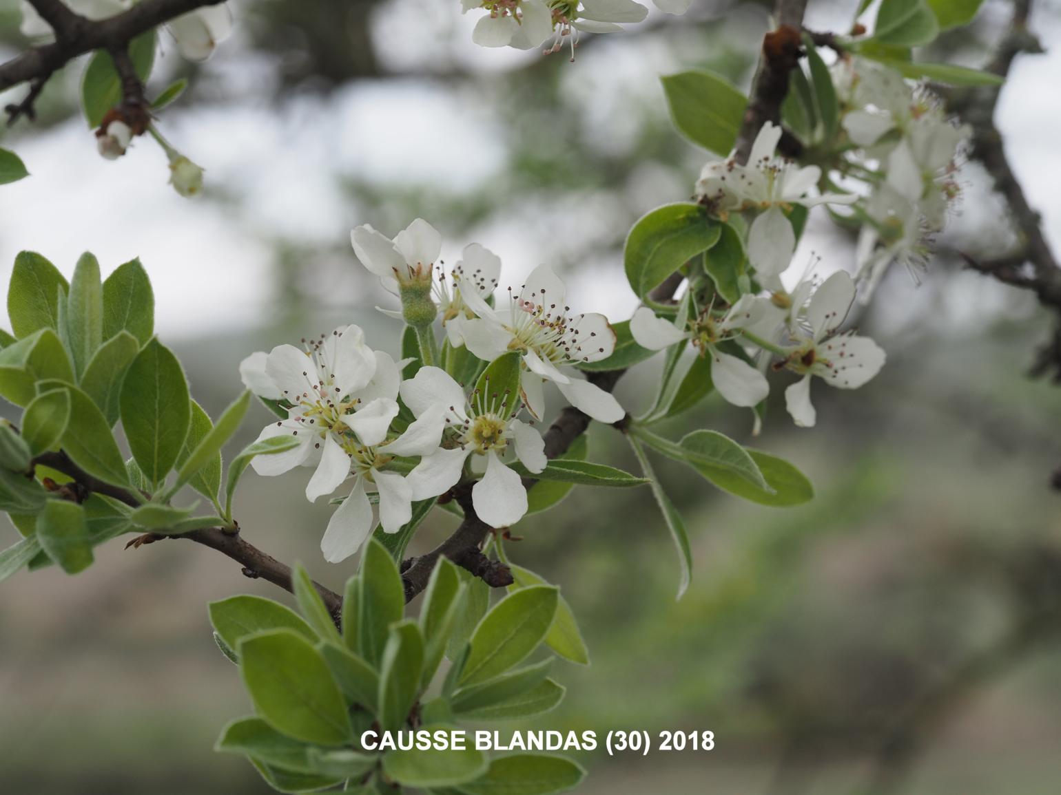 Pear, [Almond-leaved]